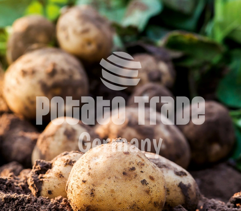 Potato Trade